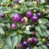 Hot Pops Purple Pepper