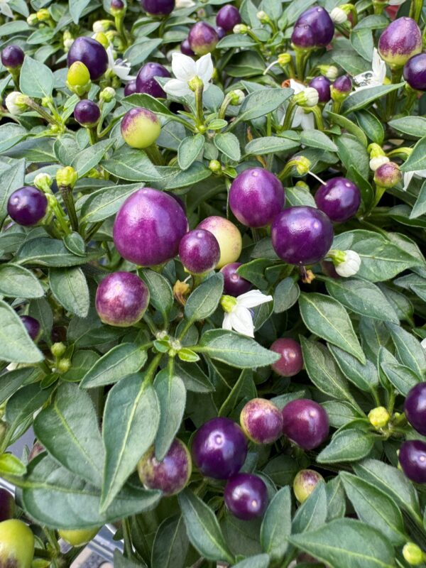 Hot Pops Purple Pepper