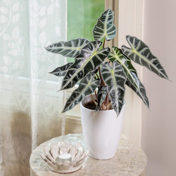 Alocasia 'Bambino' - Houseplant