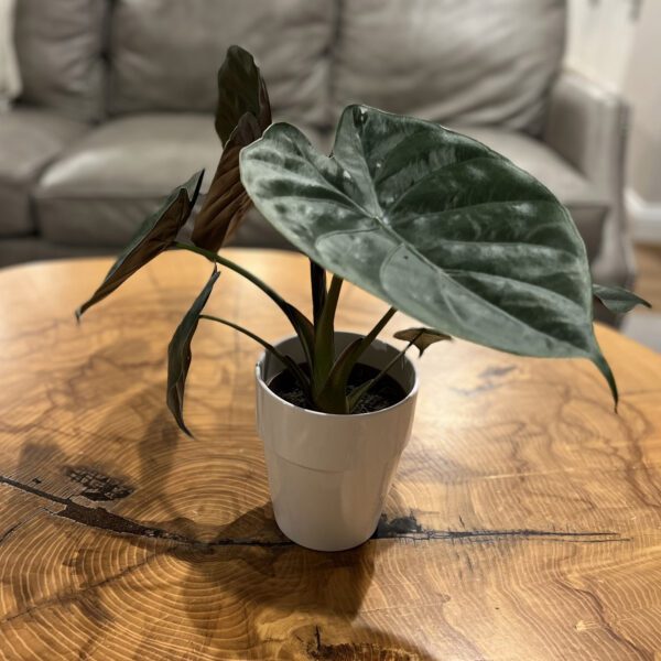 Alocasia 'Wentii' - Houseplant