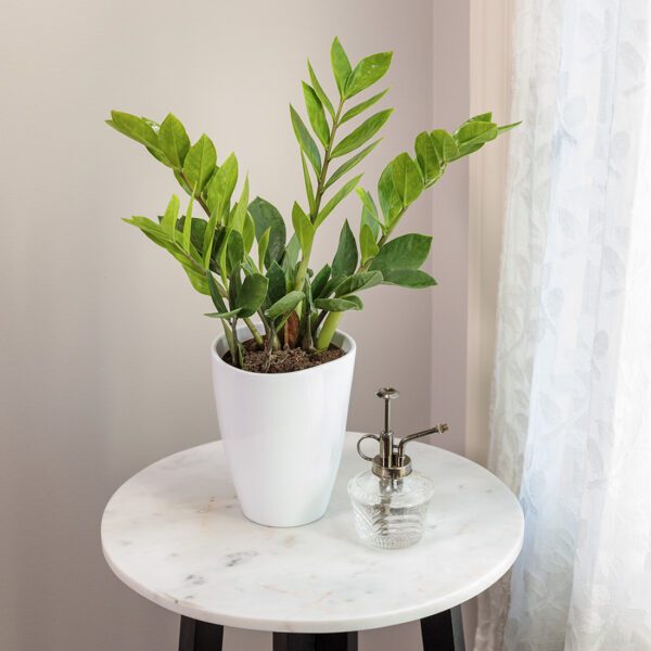 Araceae 'ZZ' - Houseplant