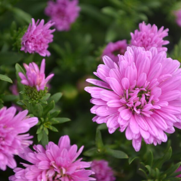 Aster 'Henry III Pink' - Perennial