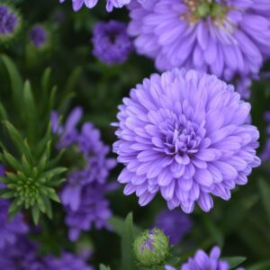 Aster 'Henry III Purple' - Perennial
