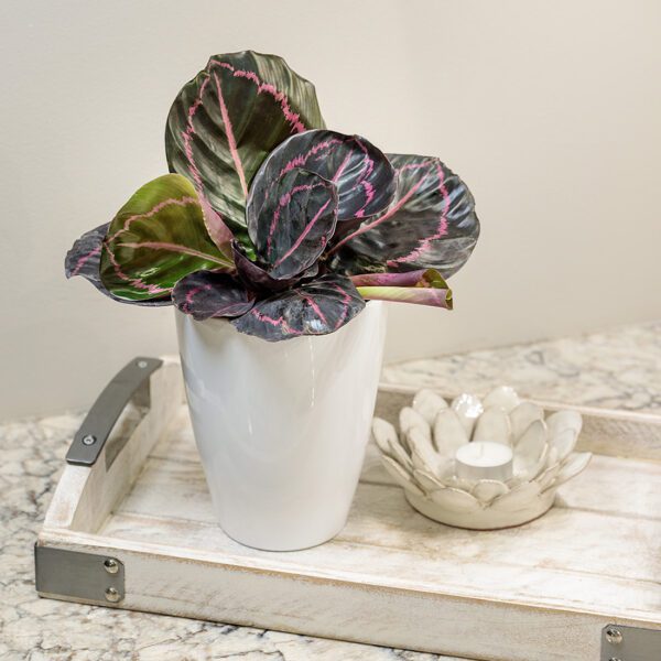 Calathea 'Dottie' - Houseplant