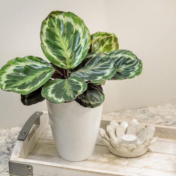 Calathea 'Medallion' - Houseplant