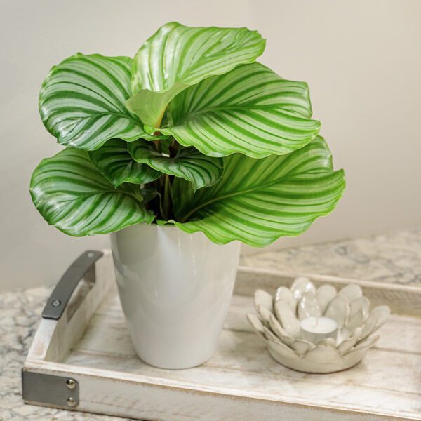 Calathea 'Orbifolia' - Houseplant