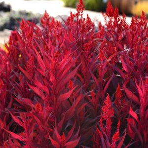 Celosia Dragons Breath - Annual