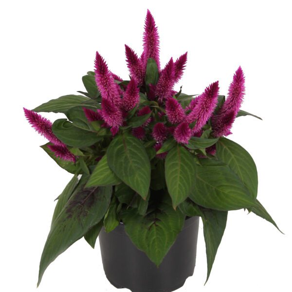 Celosia Kelos Atomic Violet - Annual