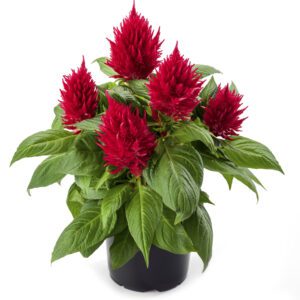 Celosia Kelos Fire Red - Annual