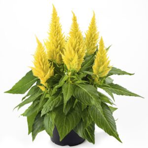 Celosia Kelos Fire Yellow - Annual