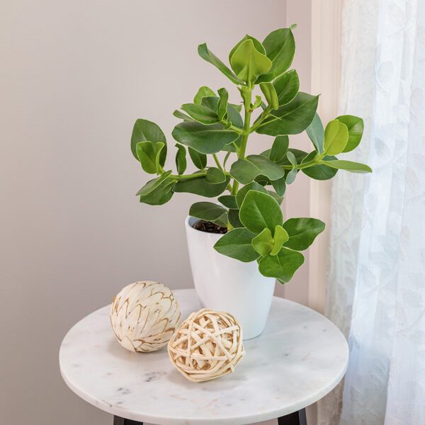 Clusia 'Princess' - Houseplant