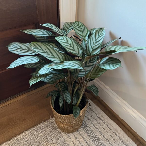 Ctenanthe 'Setosa Exotica' - Houseplant