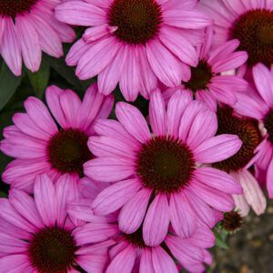 Echinacea COLOR CODED® 'The Fuchsia is Bright' - Perennial