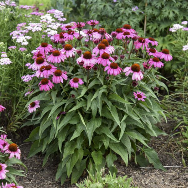 Echinacea COLOR CODED® 'The Fuchsia is Bright' - Perennial