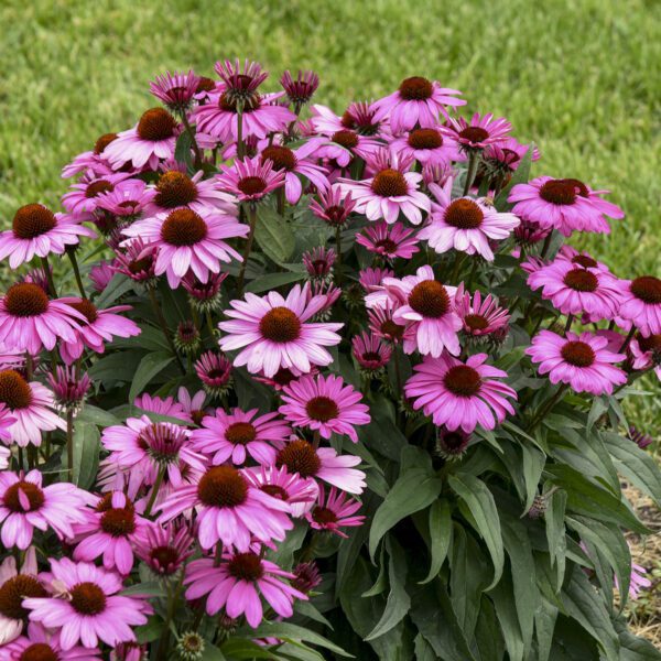 Echinacea COLOR CODED® 'The Fuchsia is Bright' - Perennial