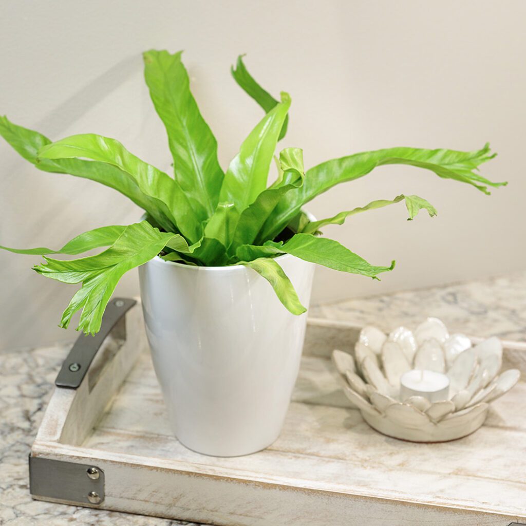 Fern 'Birds Nest Crissie' - Houseplant