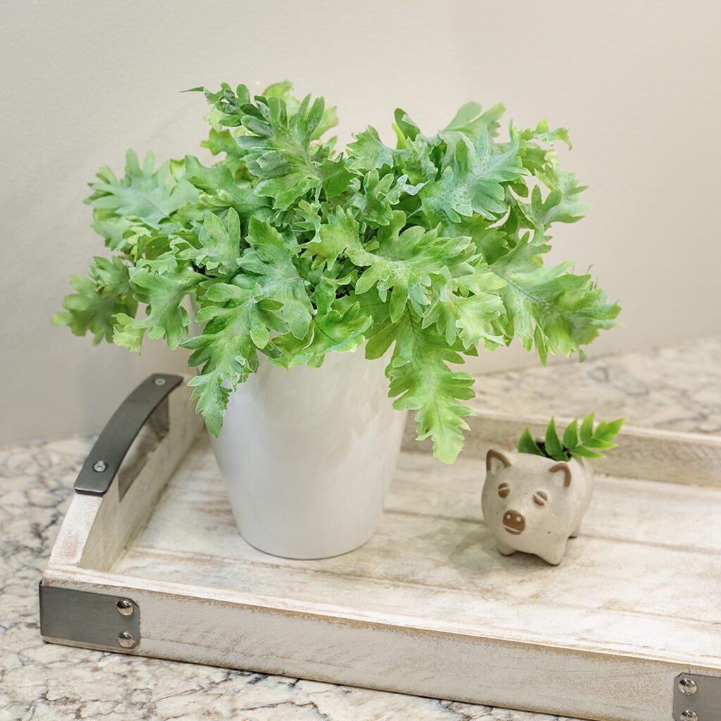 Fern 'Blue Star' - Houseplant