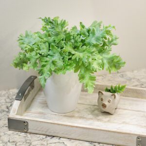 Fern 'Blue Star' - Houseplant