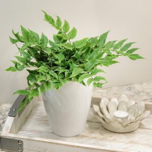 Fern 'Dwarf Holly' - Houseplant