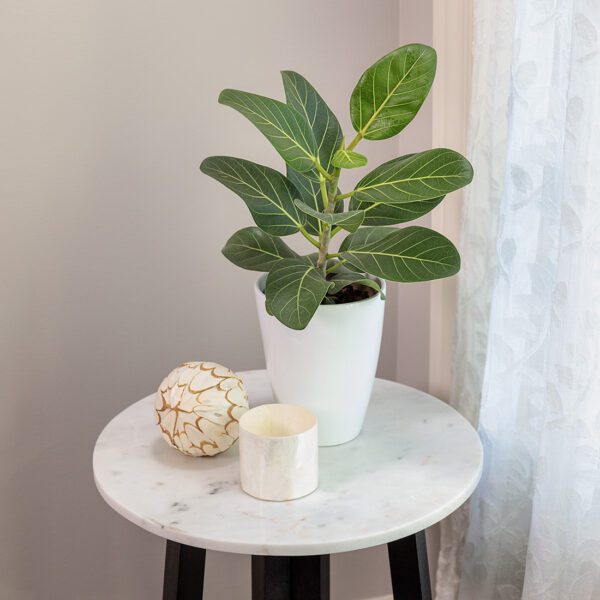 Ficus 'Audrey' - Houseplant
