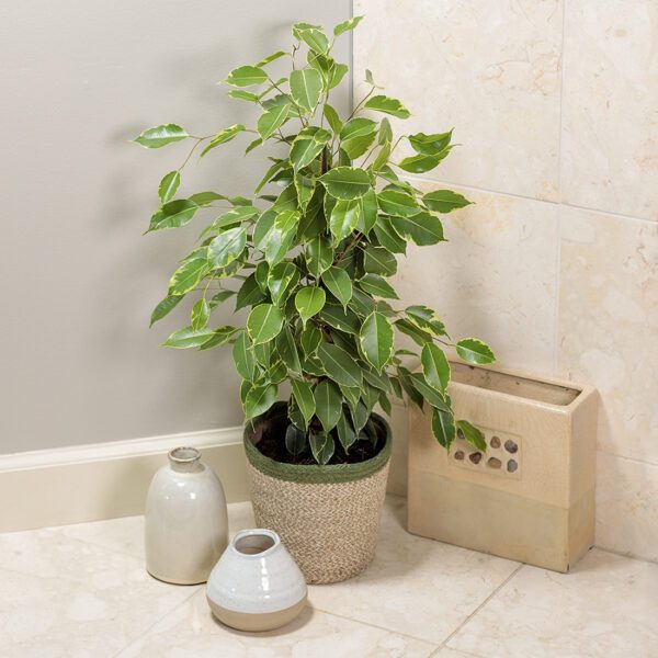 Ficus 'Golden King' - Houseplant