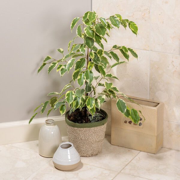 Ficus 'Samantha' - Houseplant