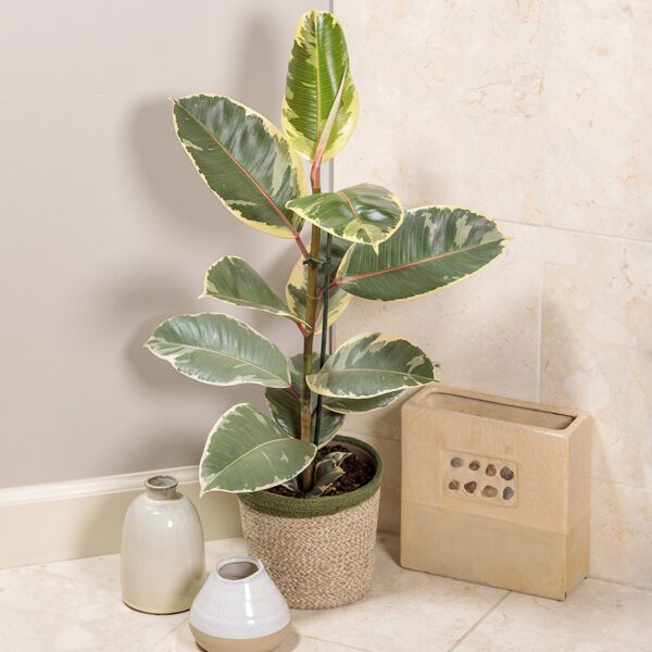 Ficus 'Tineke' - Houseplant