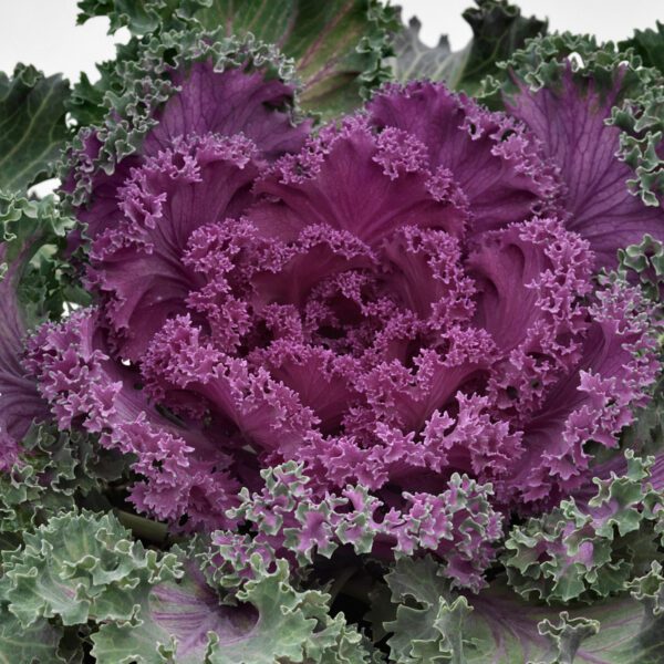 Flowering Kale 'Nagoya Red' - Annual