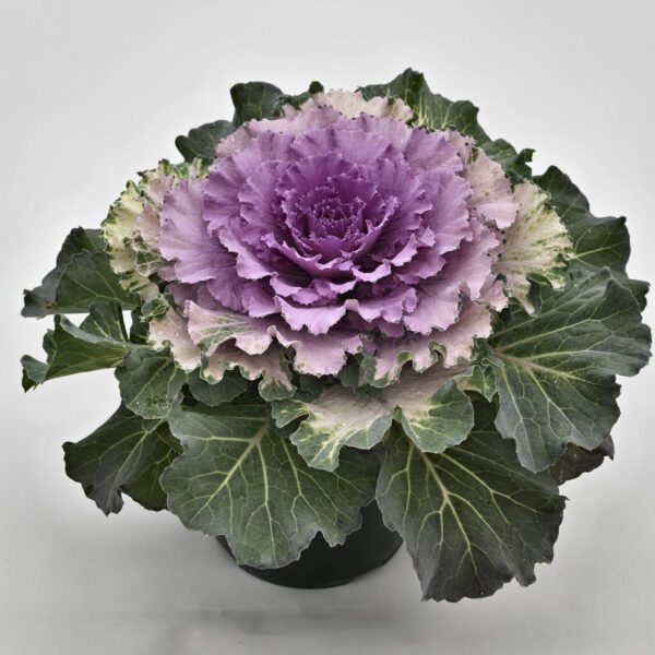 Ornamental Cabbage 'Osaka Pink' - Annual