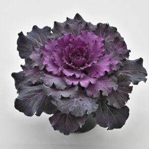 Ornamental Cabbage 'Osaka Red' - Annual