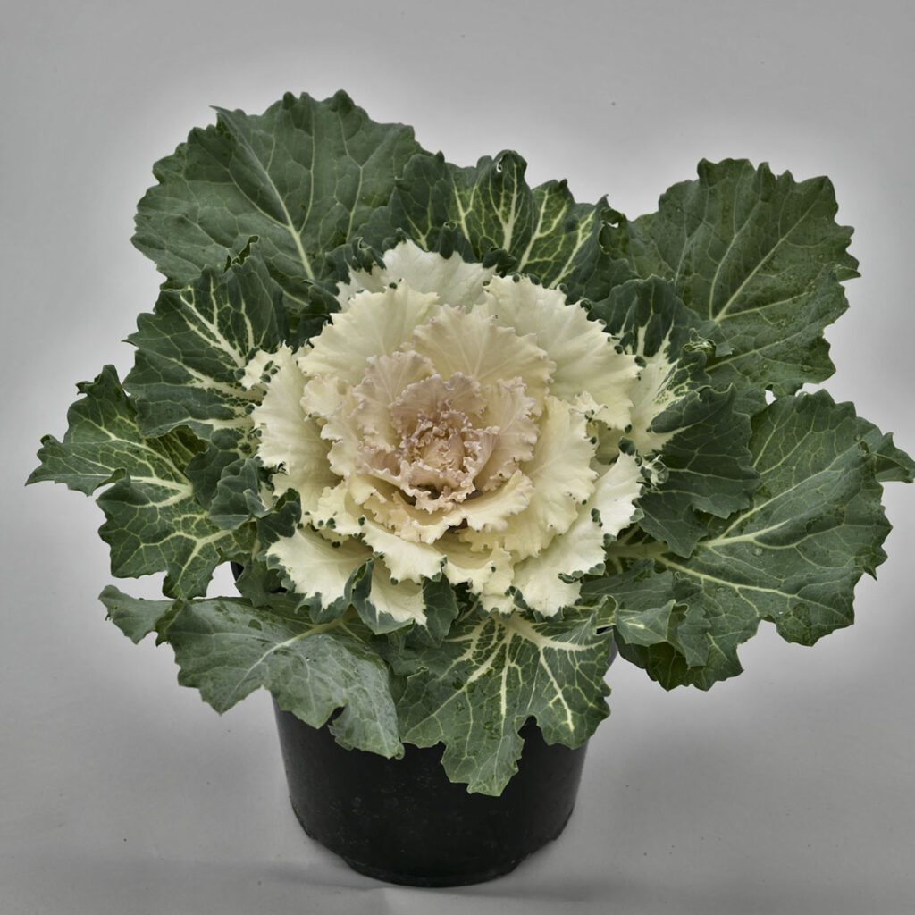 Ornamental Cabbage 'Osaka White' - Annual