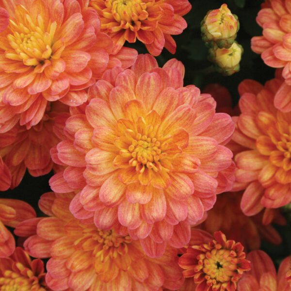 Garden Mum 'Jacqueline Orange Fusion' - Annuals