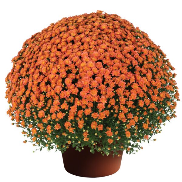 Garden Mum 'Jacqueline Orange Fusion' - Annual