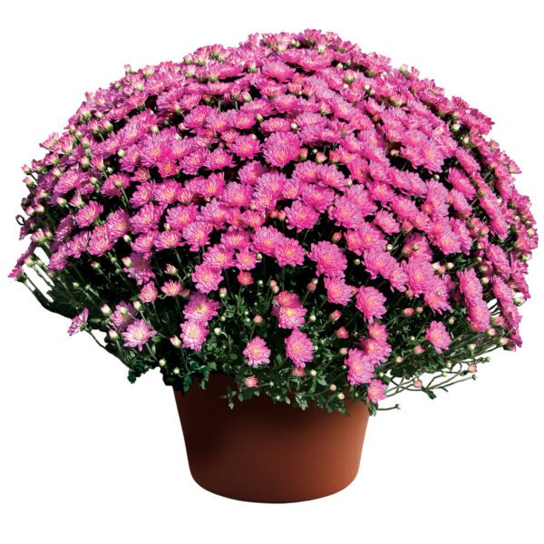 Garden Mum 'Jacqueline Pink" - Annual