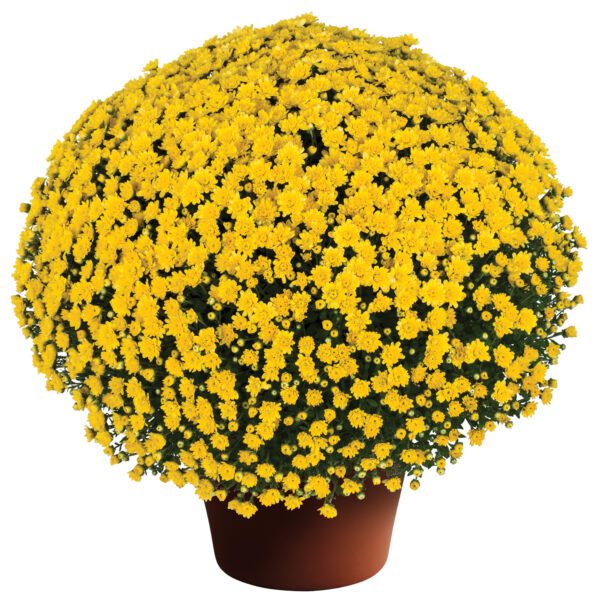 Garden Mum 'Jacqueline Yellow' - Annual