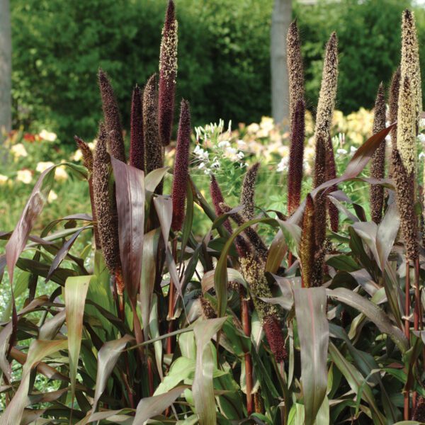 Millet - Ornamental Jester - Annual