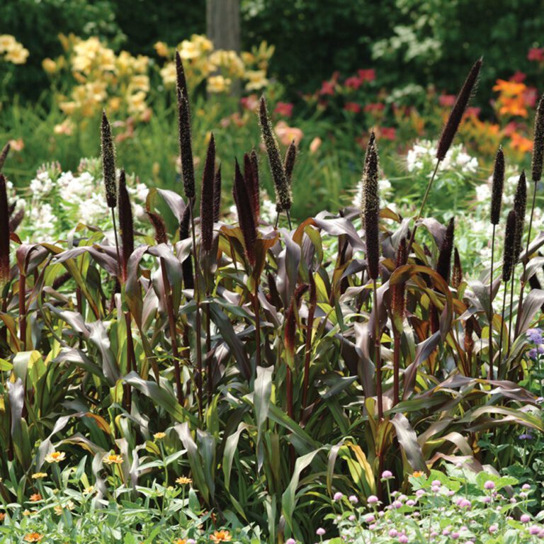 Millet Ornamental Jester Garden Crossings