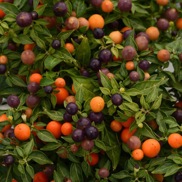 Hot Pops Purple Pepper