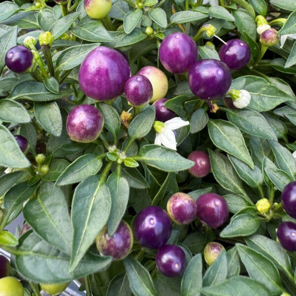 Pepper 'Hot Pops Purple' - Image 4
