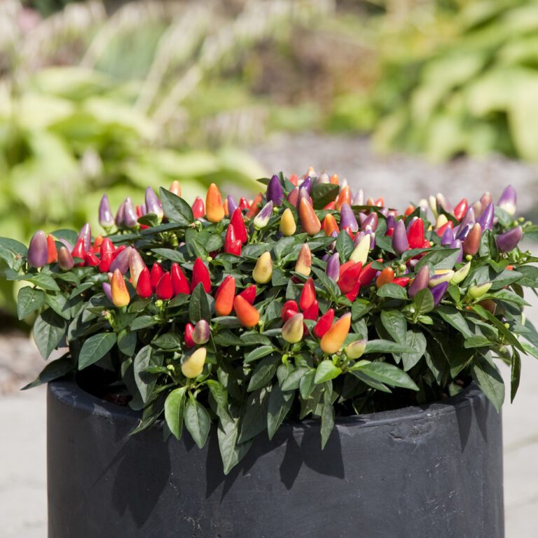 Ornamental Pepper ‘Acapulco Multicolor’ - PS - QT Pot - Garden Crossings