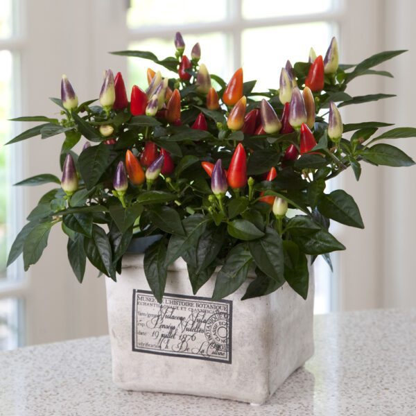 Ornamental Pepper 'Acapulco Multicolor' - Annual