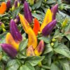 Acapulco Multicolor Pepper