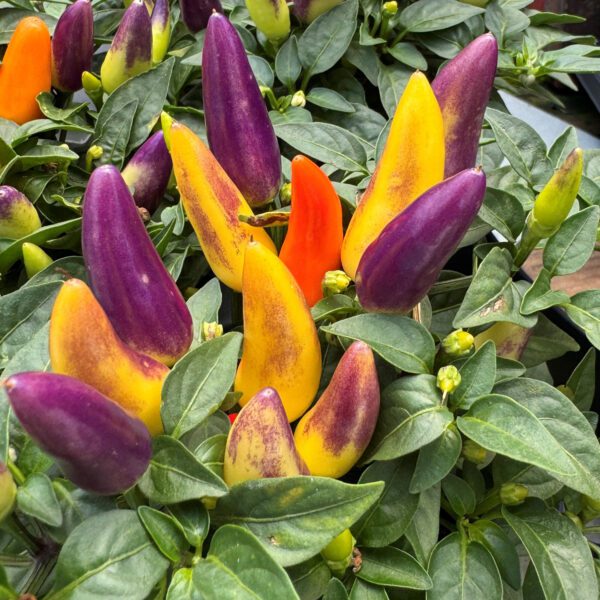 Acapulco Multicolor Pepper