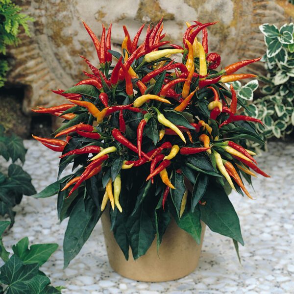 Ornamental Pepper 'Medusa' - Annual