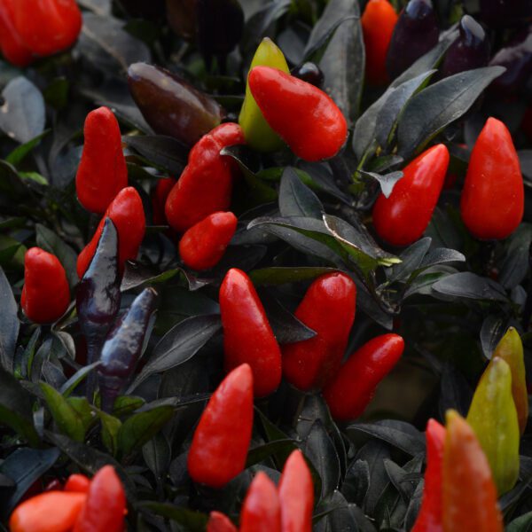 Ornamental Pepper 'Midnight Fire' - Annual