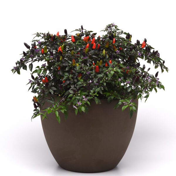 Ornamental Pepper 'Midnight Fire' - Annual