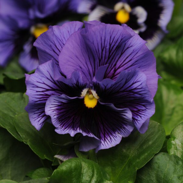 Pansy 'Frizzle Sizzle Blue' - Annual