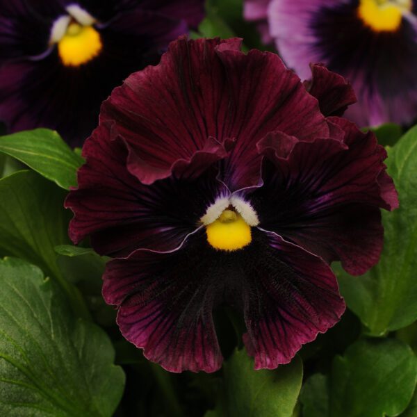 Pansy 'Frizzle Sizzle Burgundy' - Annual