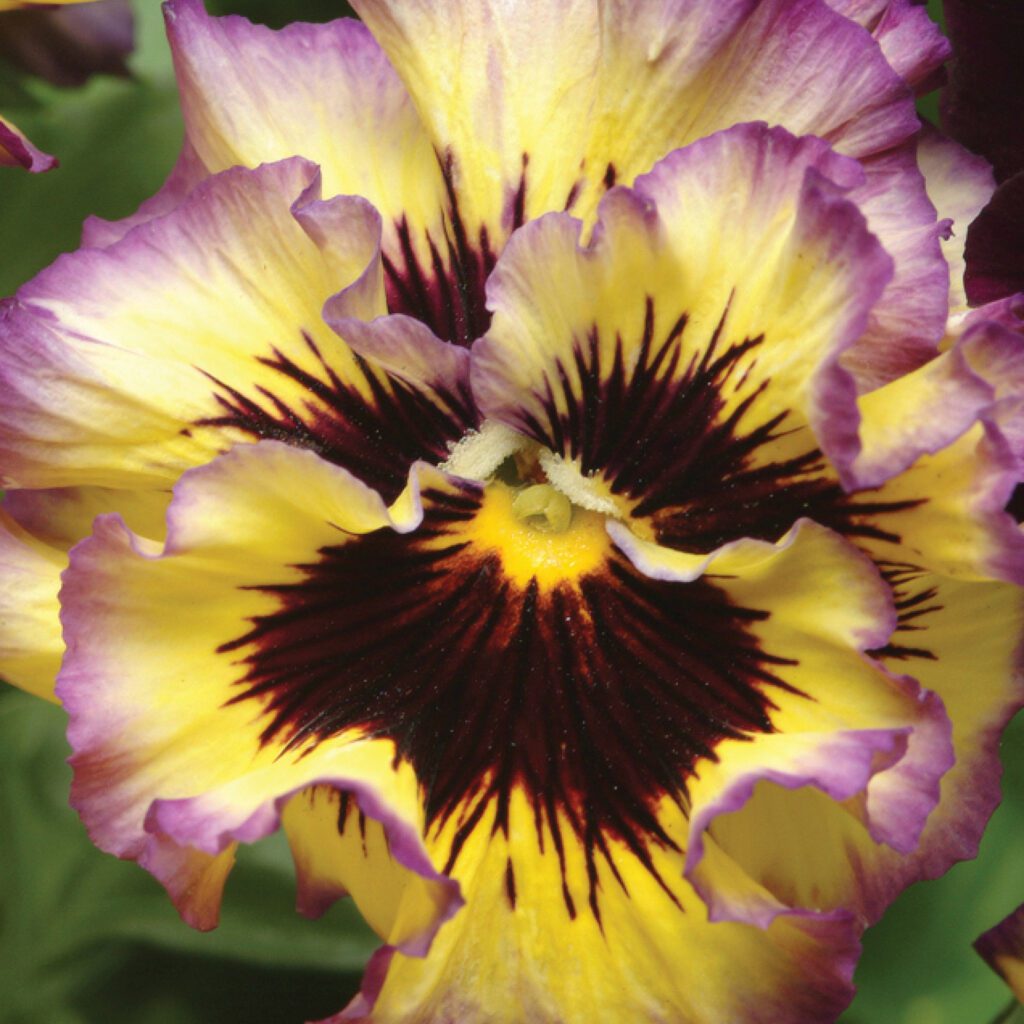 Pansy 'Frizzle Sizzle Lemonberry' - Annual