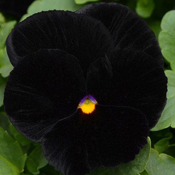 Pansy 'Halloween' - Annual
